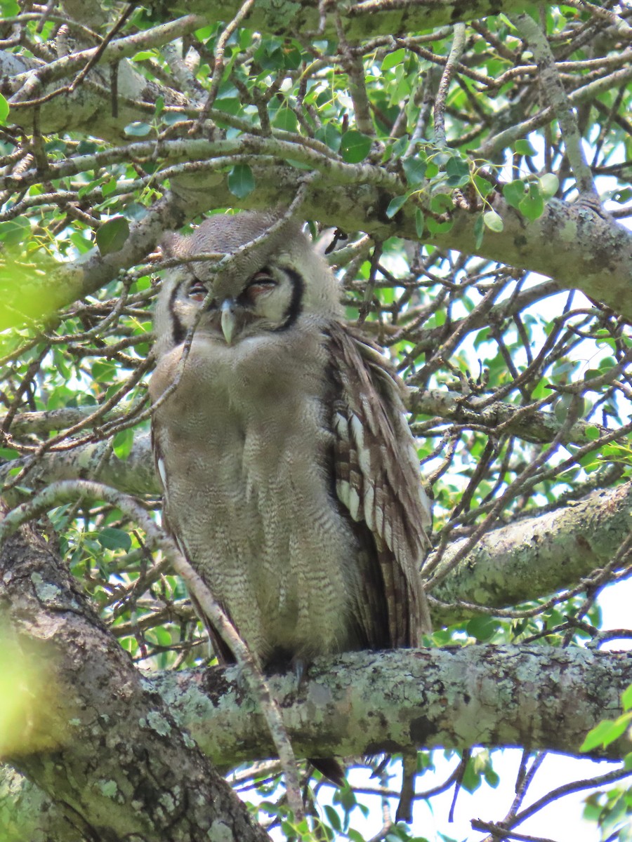 Verreaux's Eagle-Owl - ML616240976