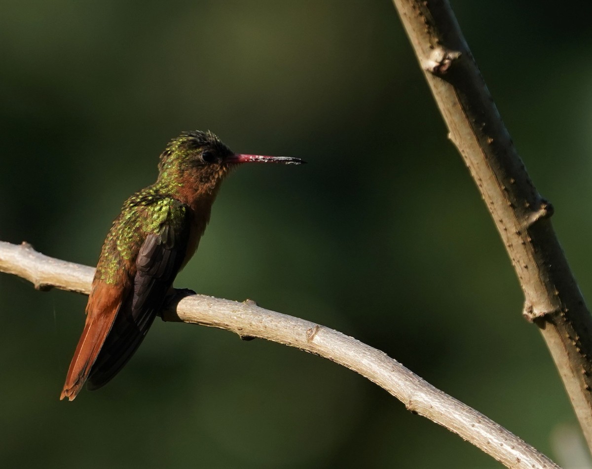 Cinnamon Hummingbird - ML616241011