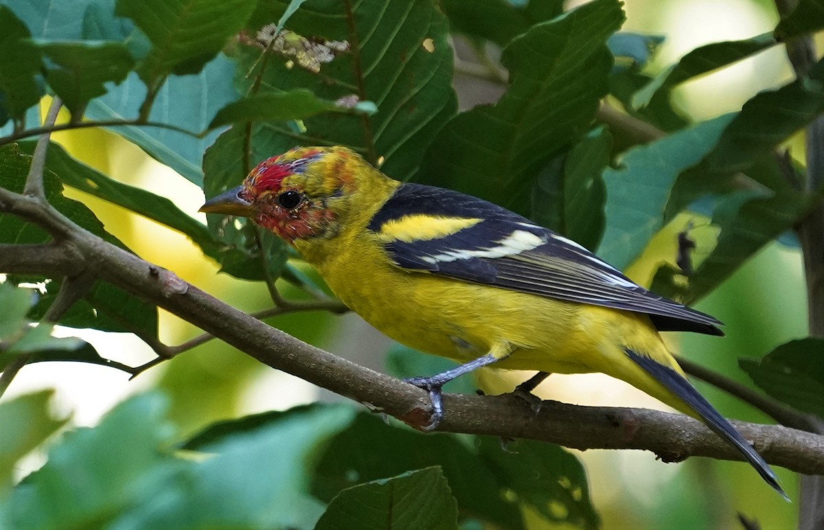 Western Tanager - ML616241027