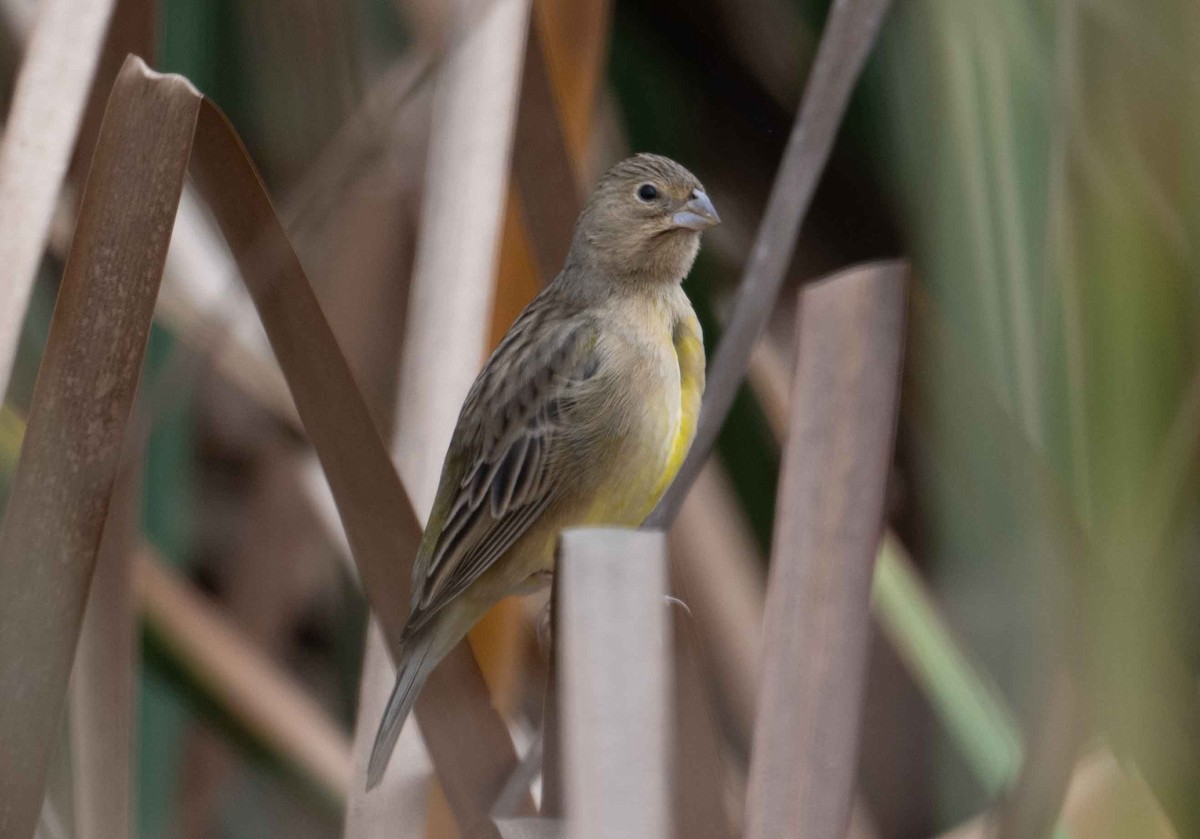 Grassland Yellow-Finch - ML616241081