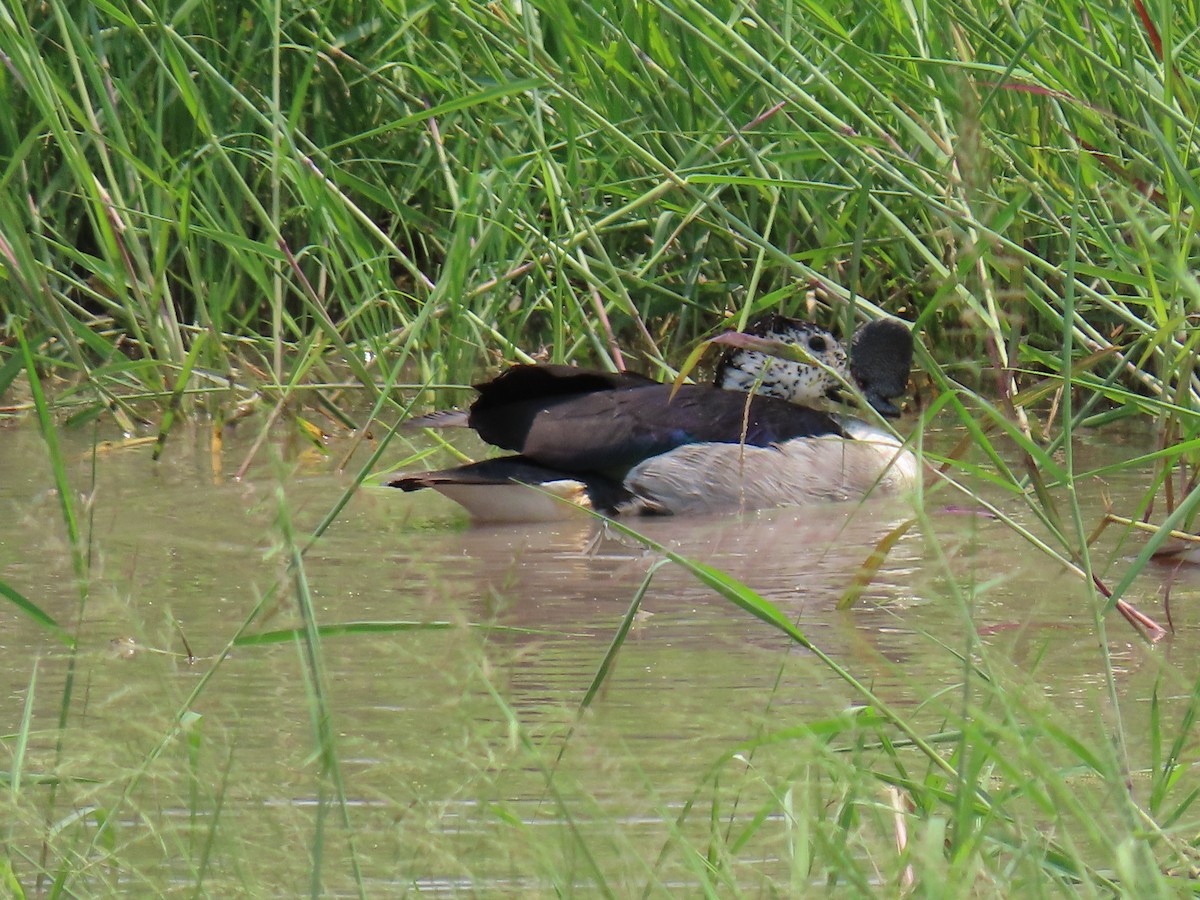 Knob-billed Duck - ML616241084