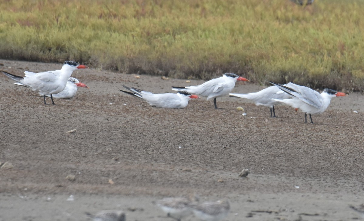 Caspian Tern - ML616241097