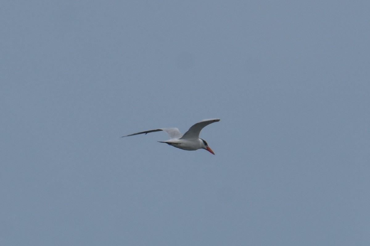 Caspian Tern - ML616241099