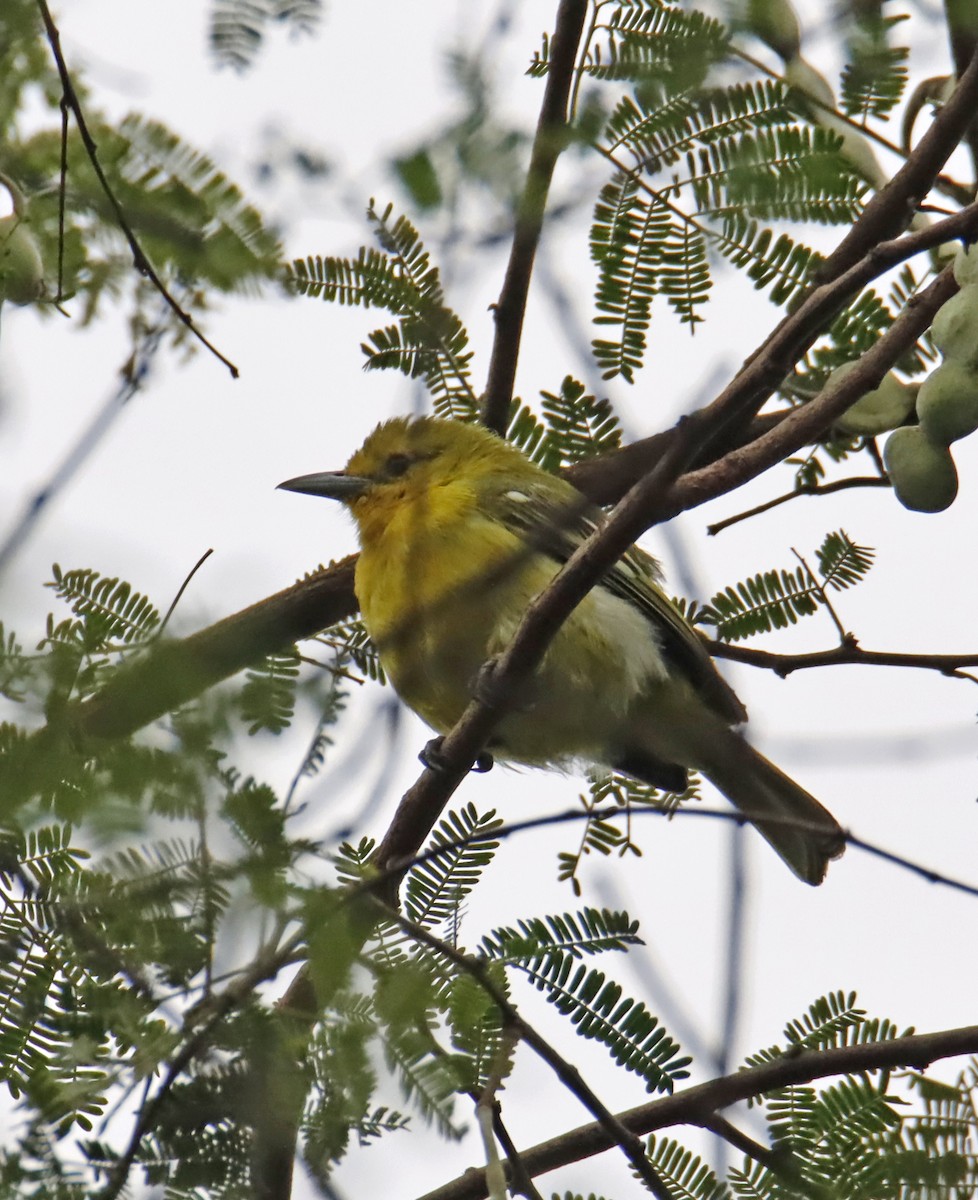 Common Iora - ML616241103