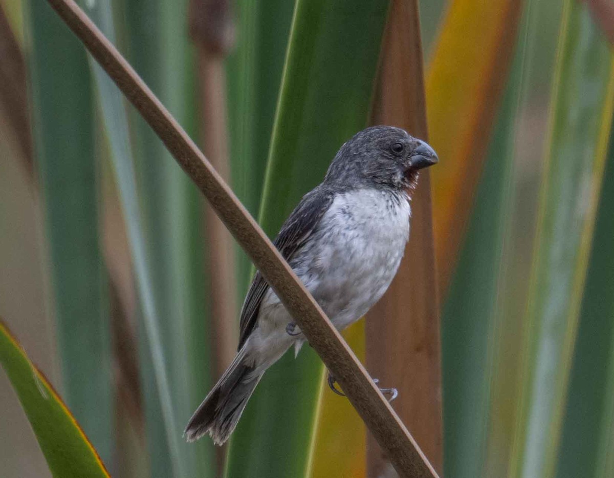 Chestnut-throated Seedeater - Philip Reimers