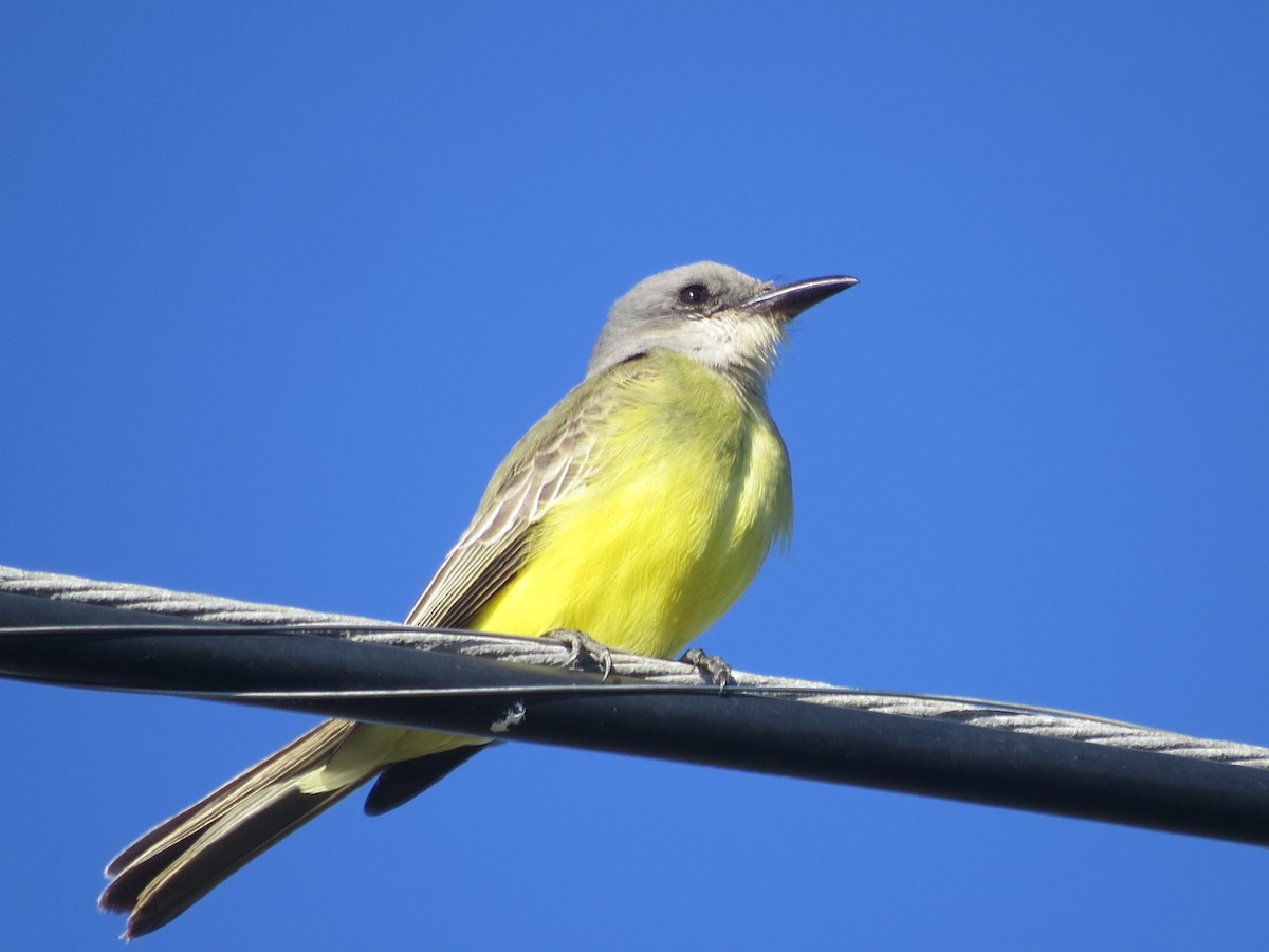 Tropical Kingbird - ML616241136