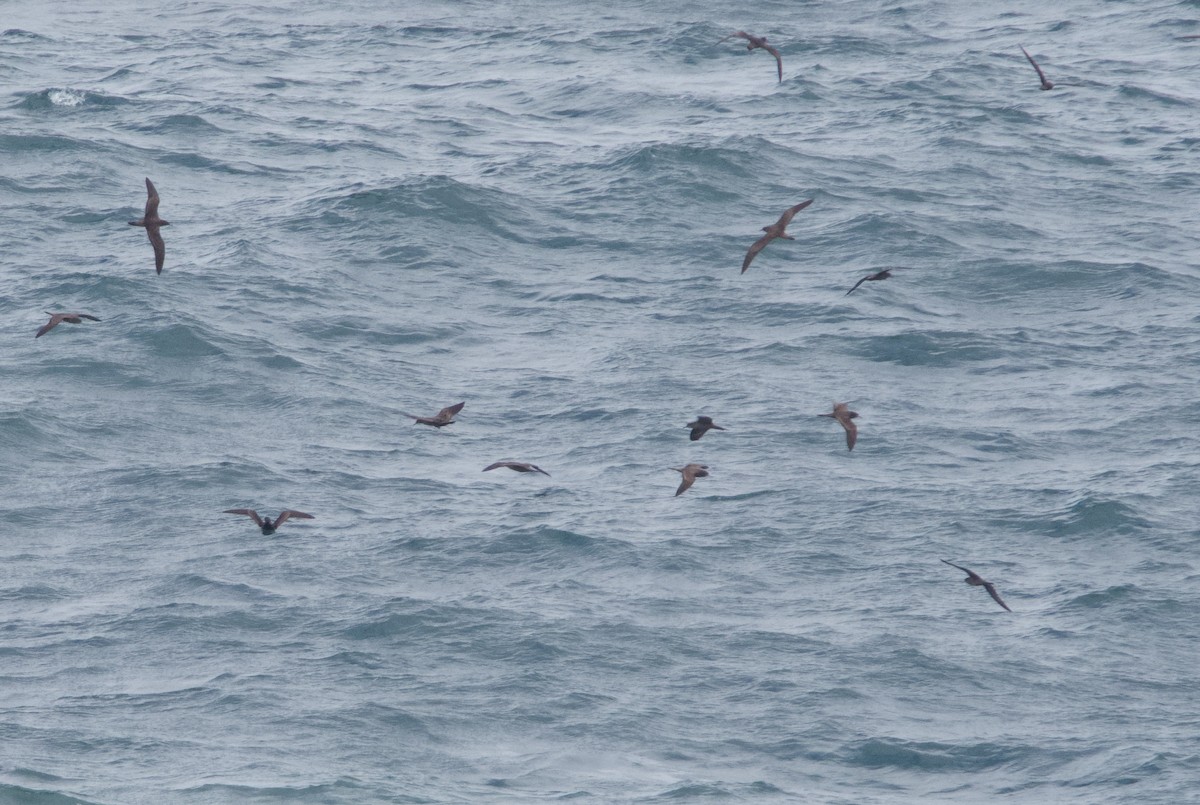 Wedge-tailed Shearwater - Yvonne van Netten