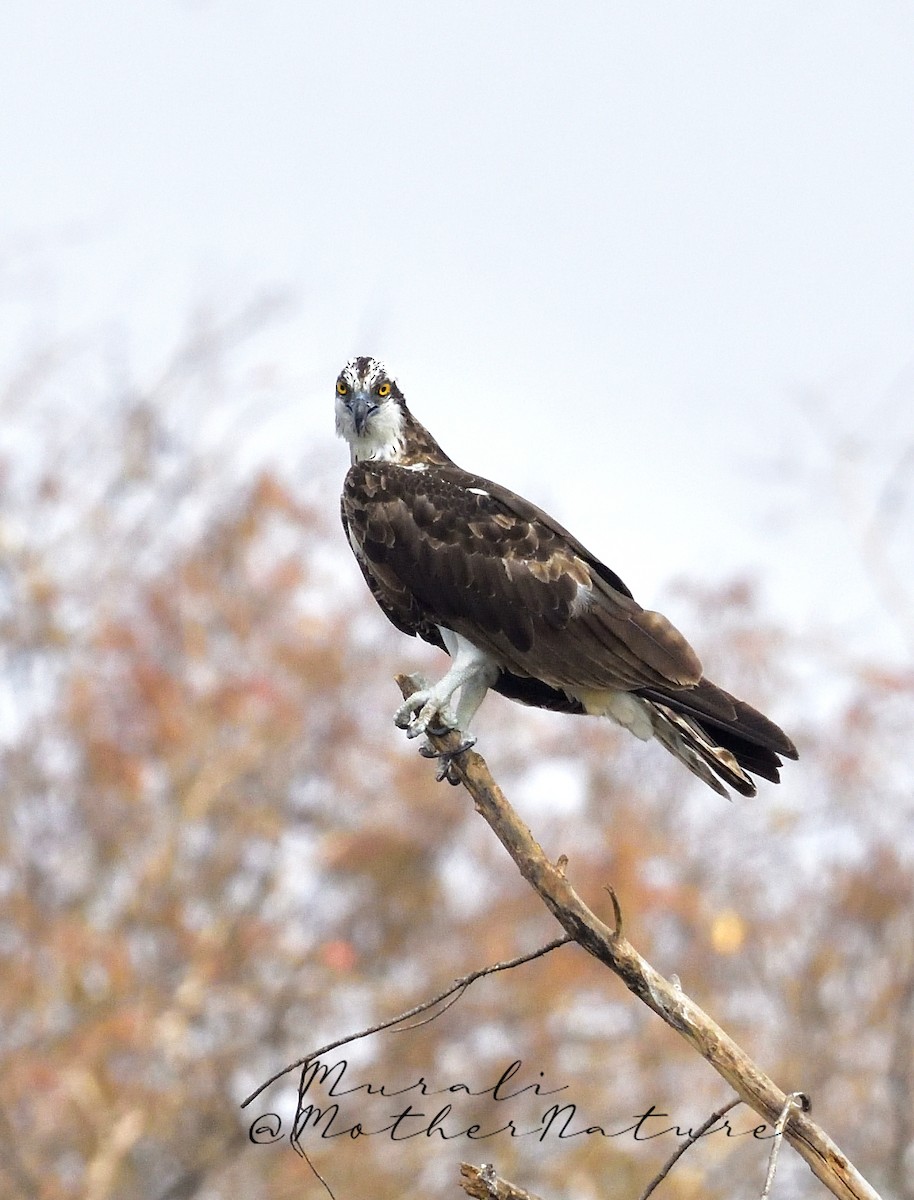 Fischadler - ML616241163