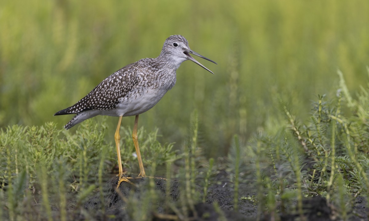 Greater Yellowlegs - ML616241173