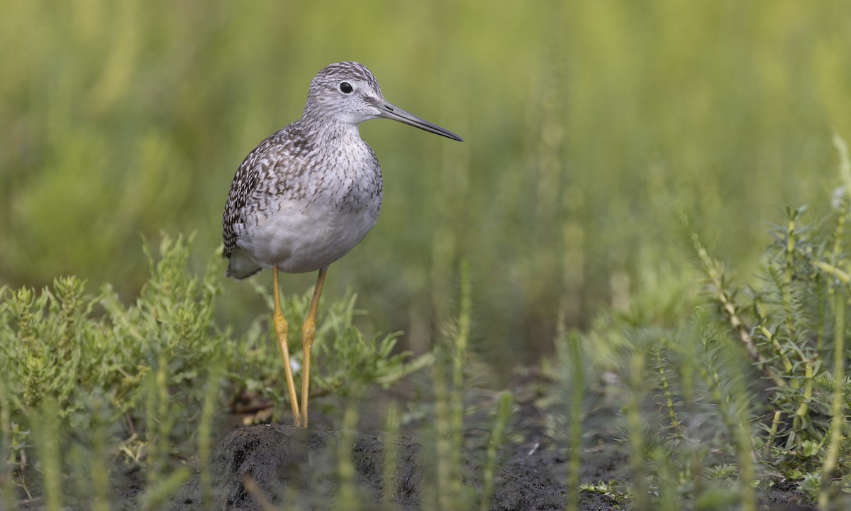 Greater Yellowlegs - ML616241174