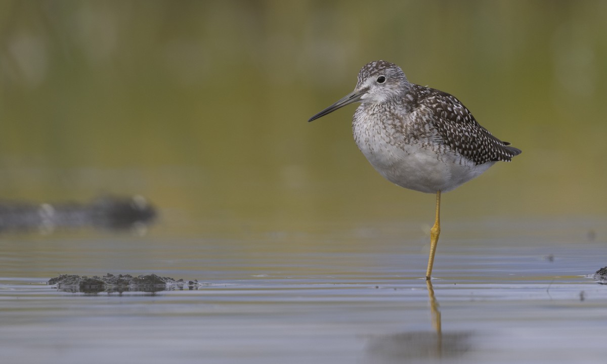 Greater Yellowlegs - ML616241175