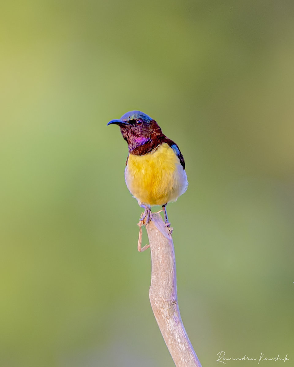 Purple-rumped Sunbird - Ravindra Kaushik