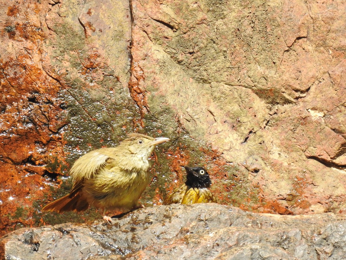 Gray-eyed Bulbul (Gray-eyed) - ML616241185