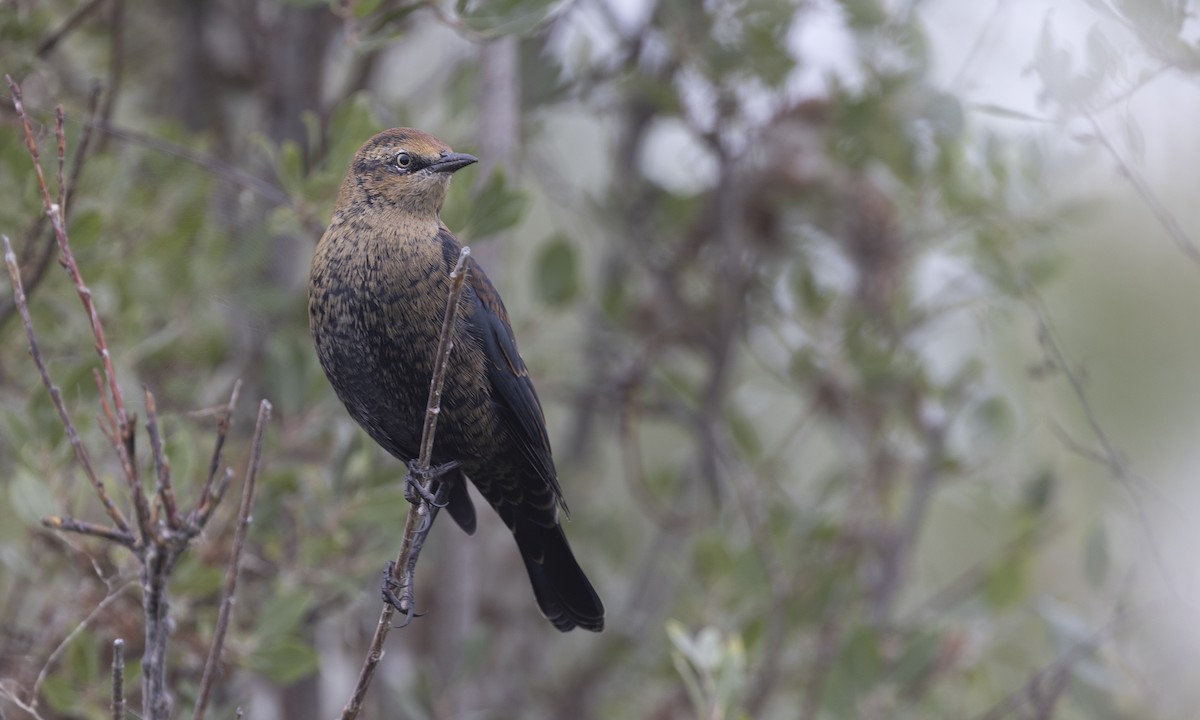 Rusty Blackbird - ML616241190