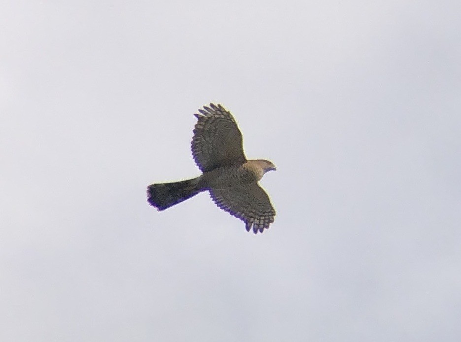 Cooper's Hawk - ML616241192