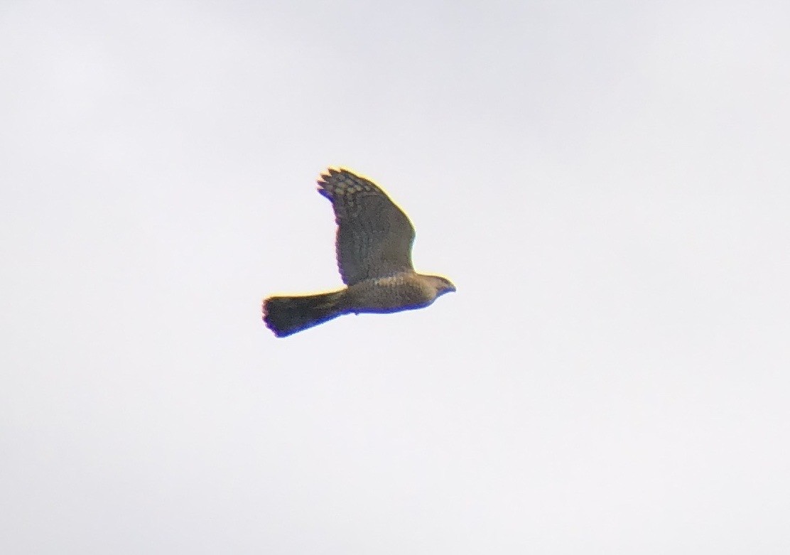 Cooper's Hawk - ML616241193