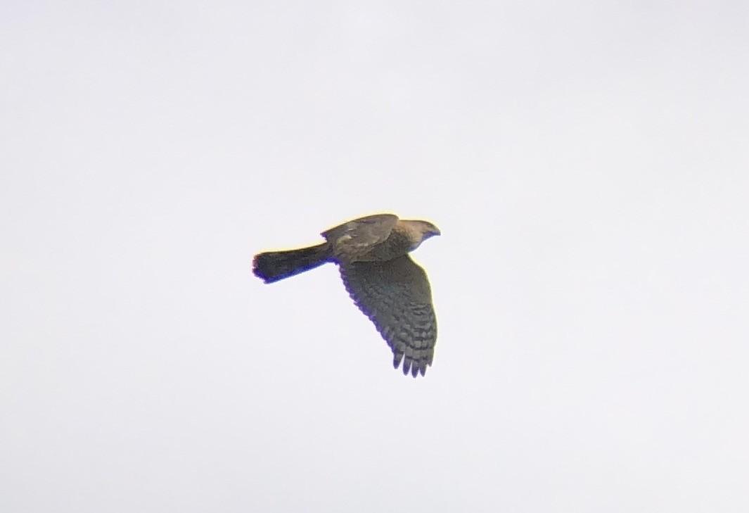 Cooper's Hawk - ML616241194