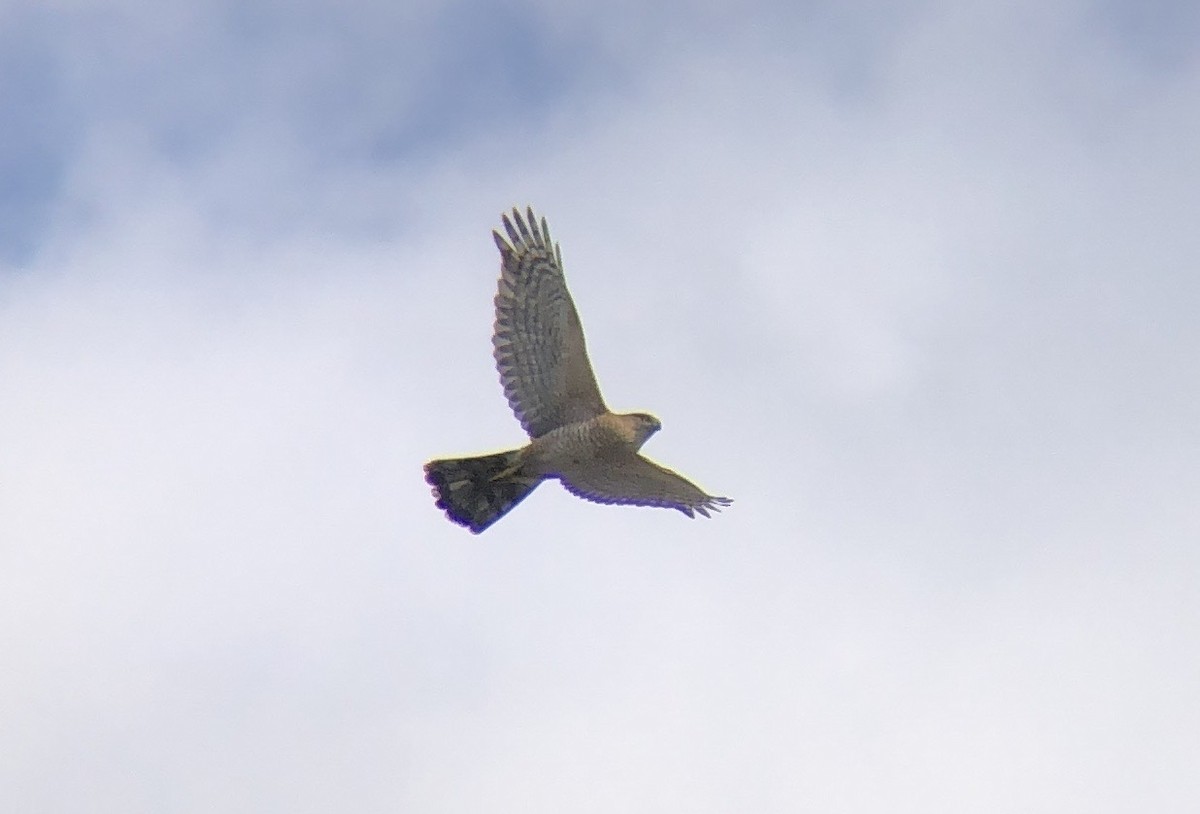 Cooper's Hawk - ML616241196