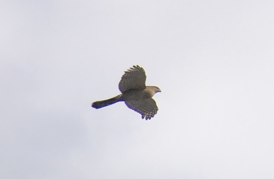 Cooper's Hawk - ML616241197