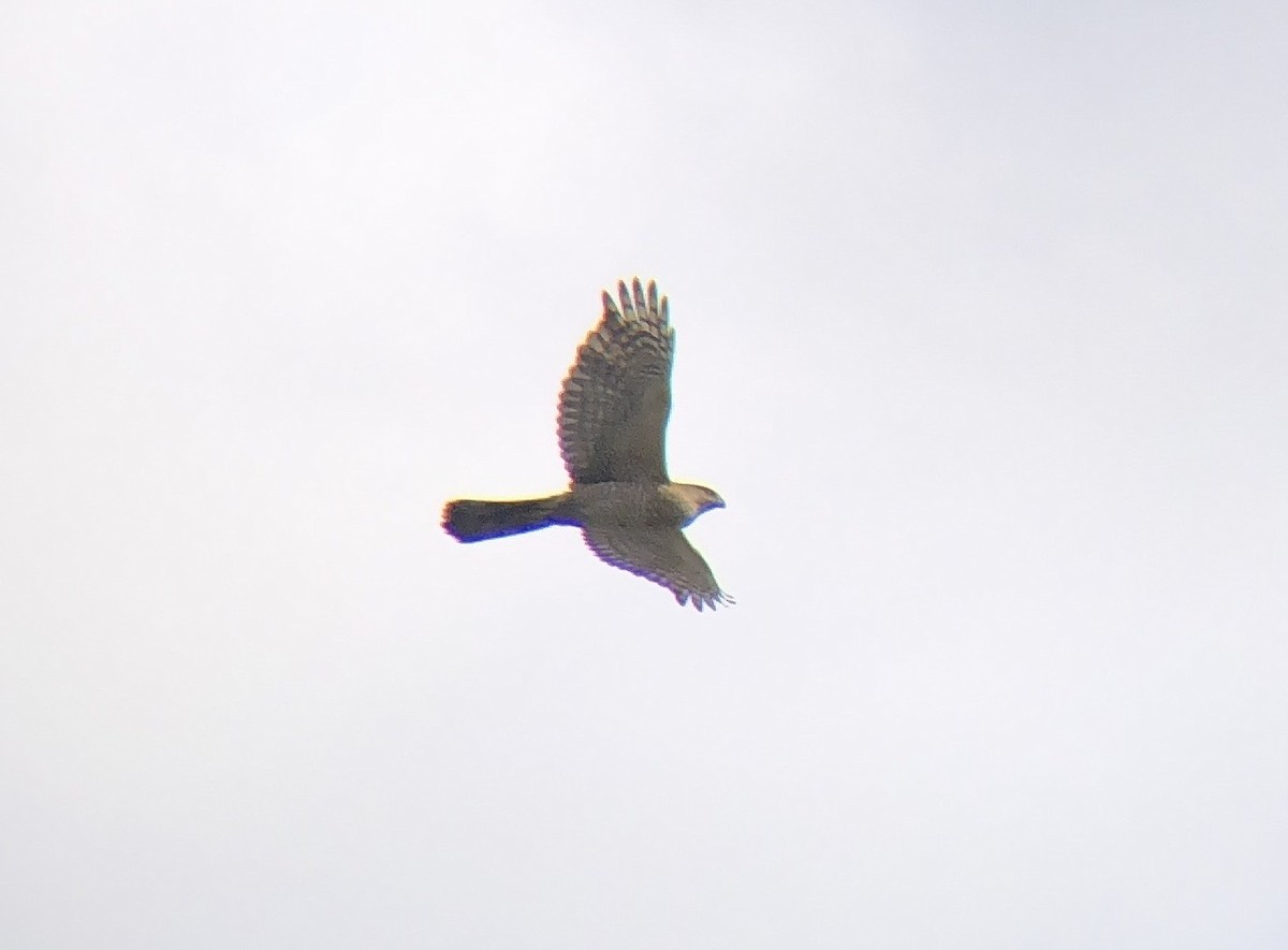 Cooper's Hawk - ML616241198