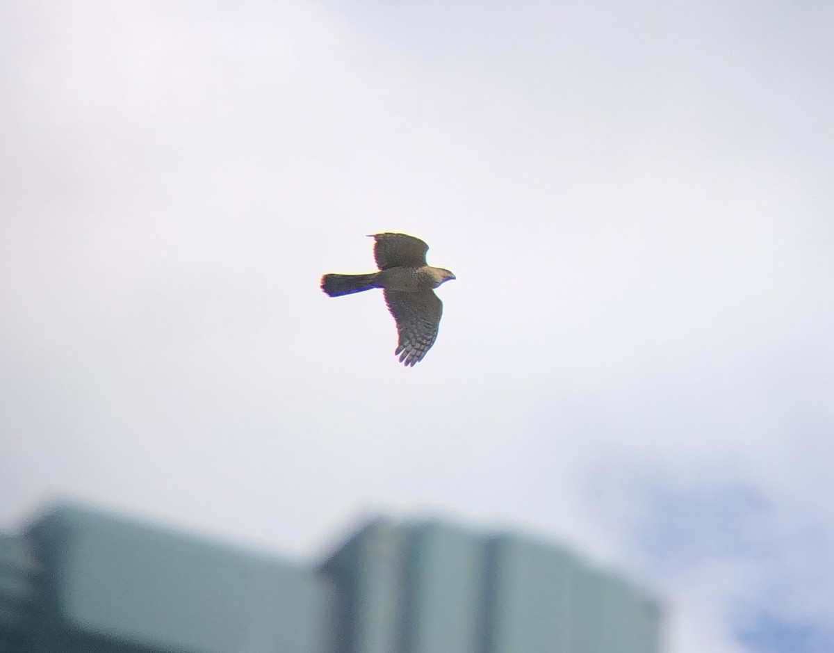 Cooper's Hawk - ML616241200