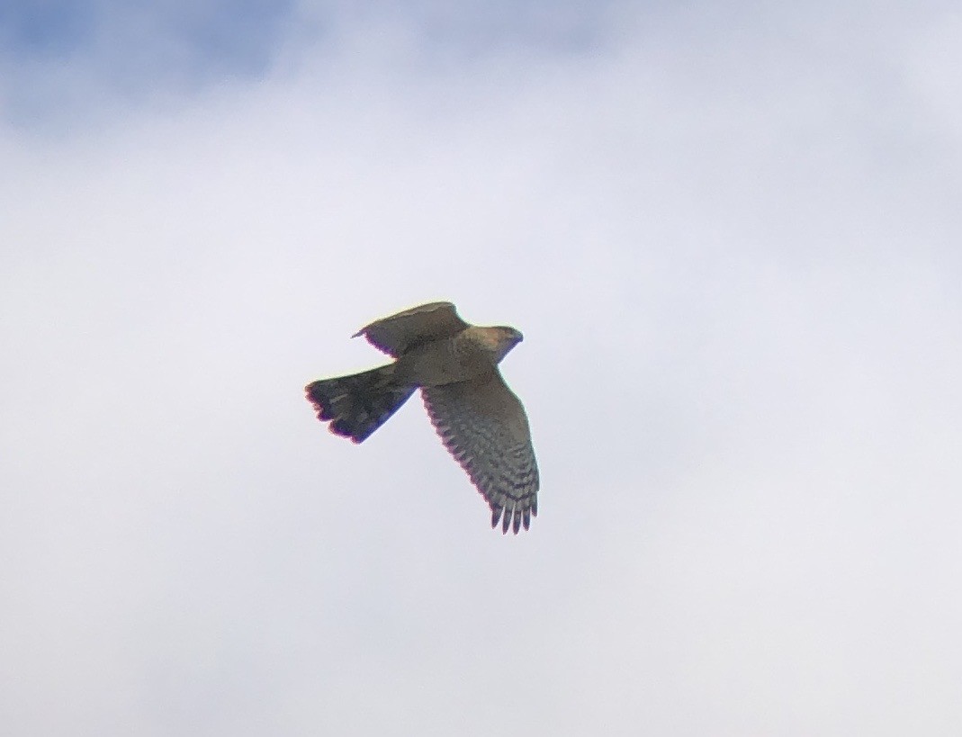 Cooper's Hawk - ML616241201