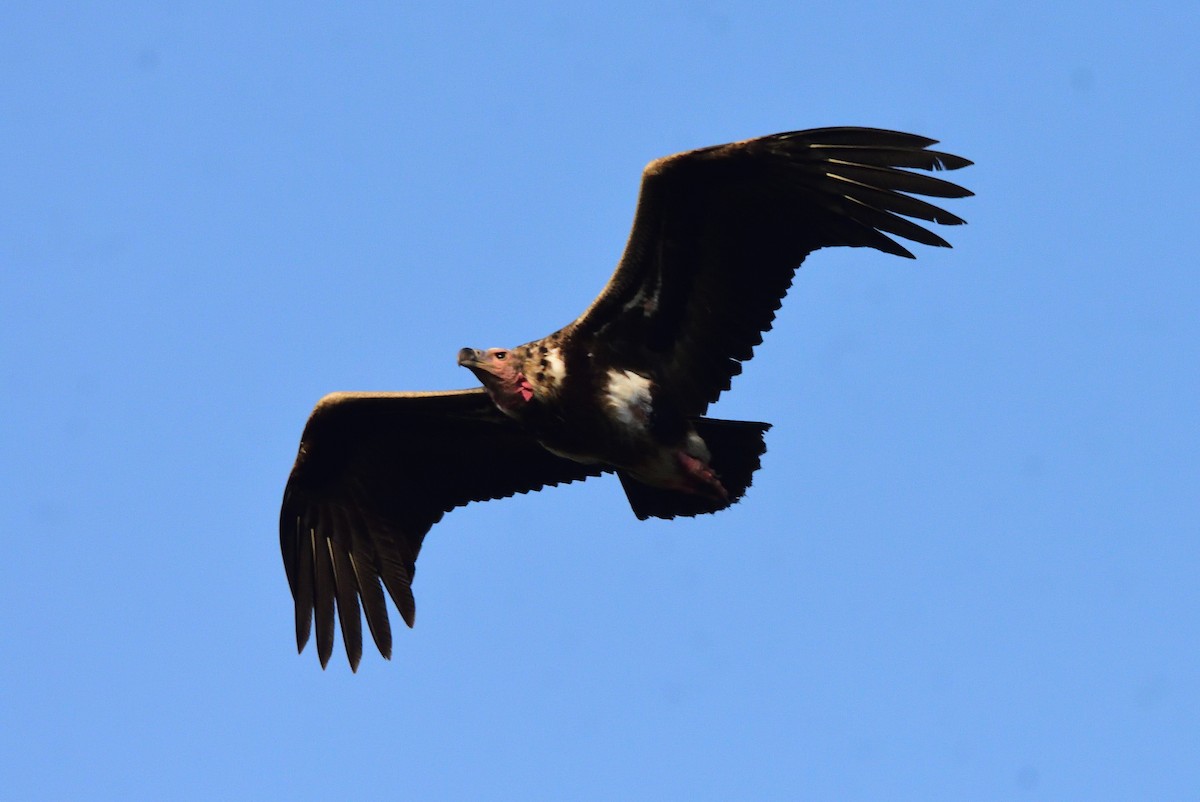 Red-headed Vulture - ML616241206