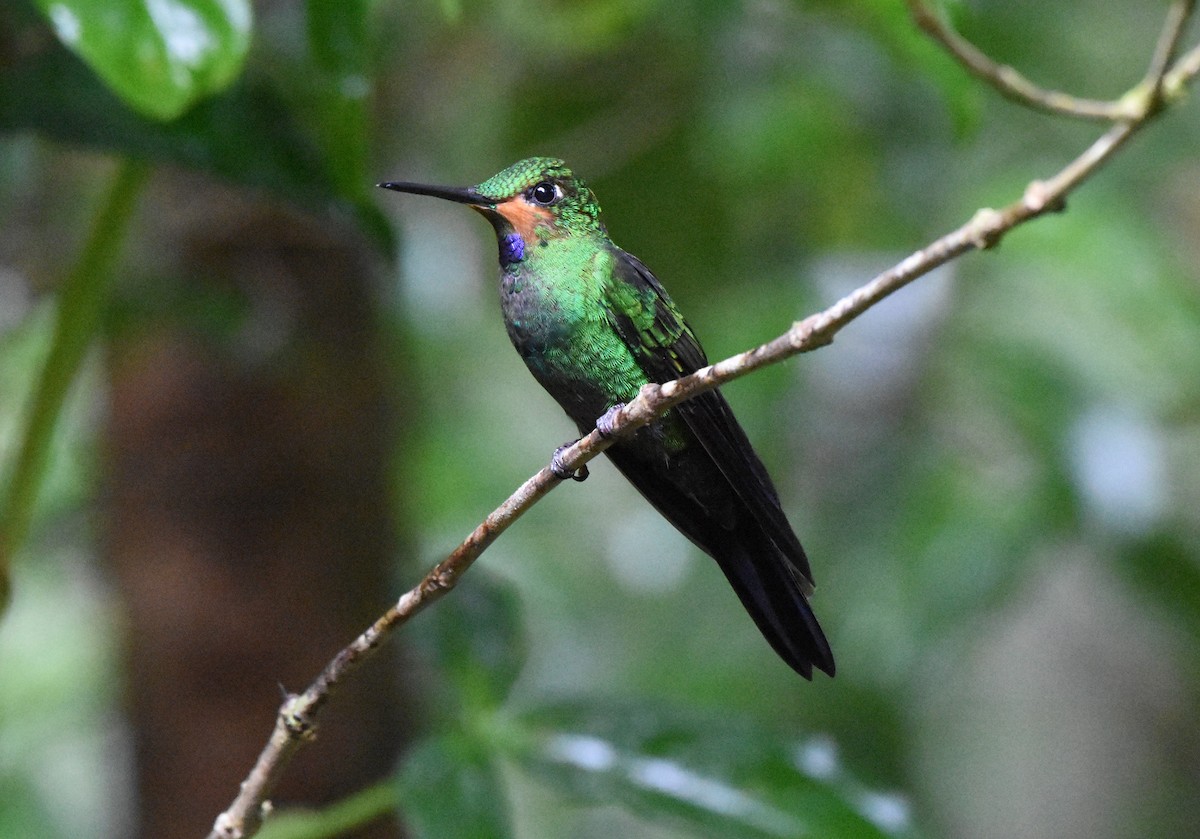 Green-crowned Brilliant - Chris Rohrer