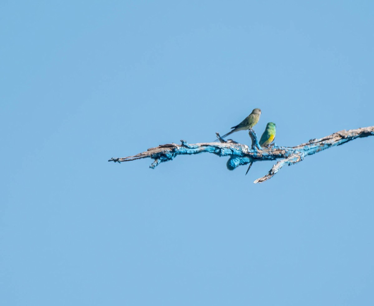 Red-rumped Parrot - ML616241224