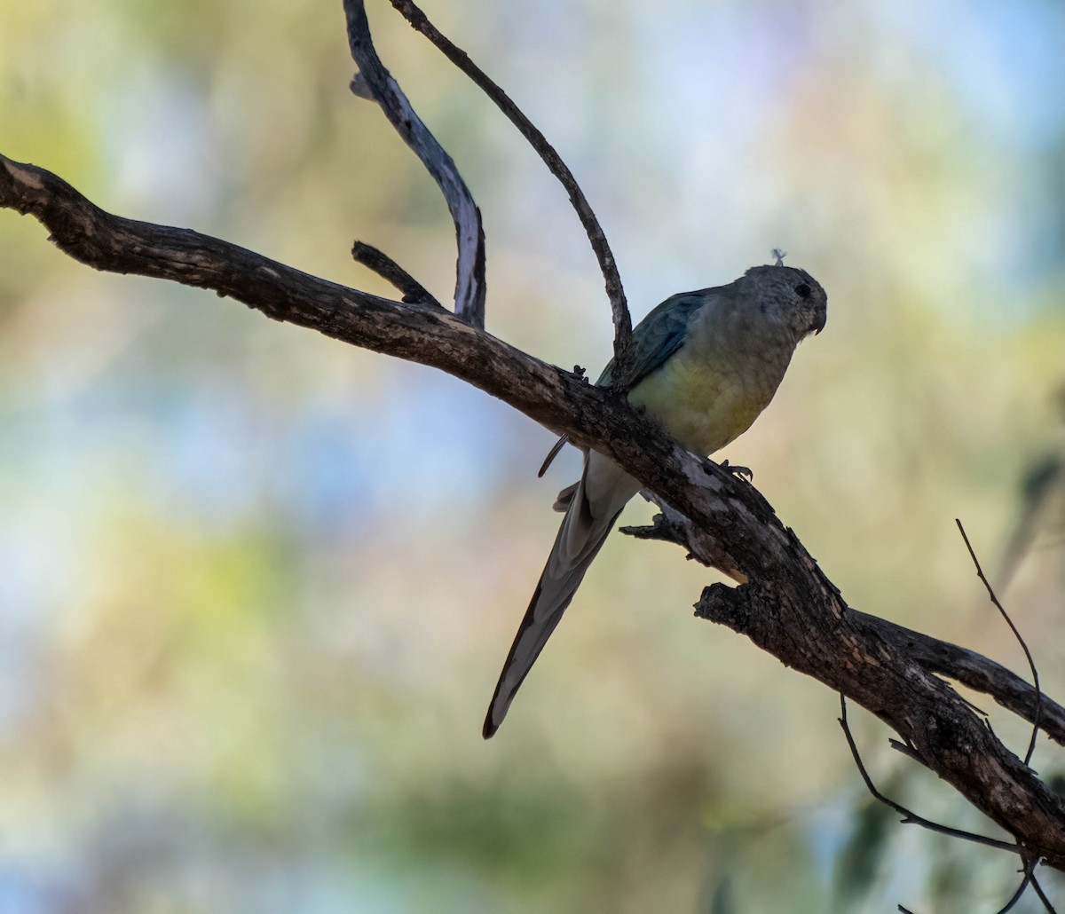 Red-rumped Parrot - ML616241225