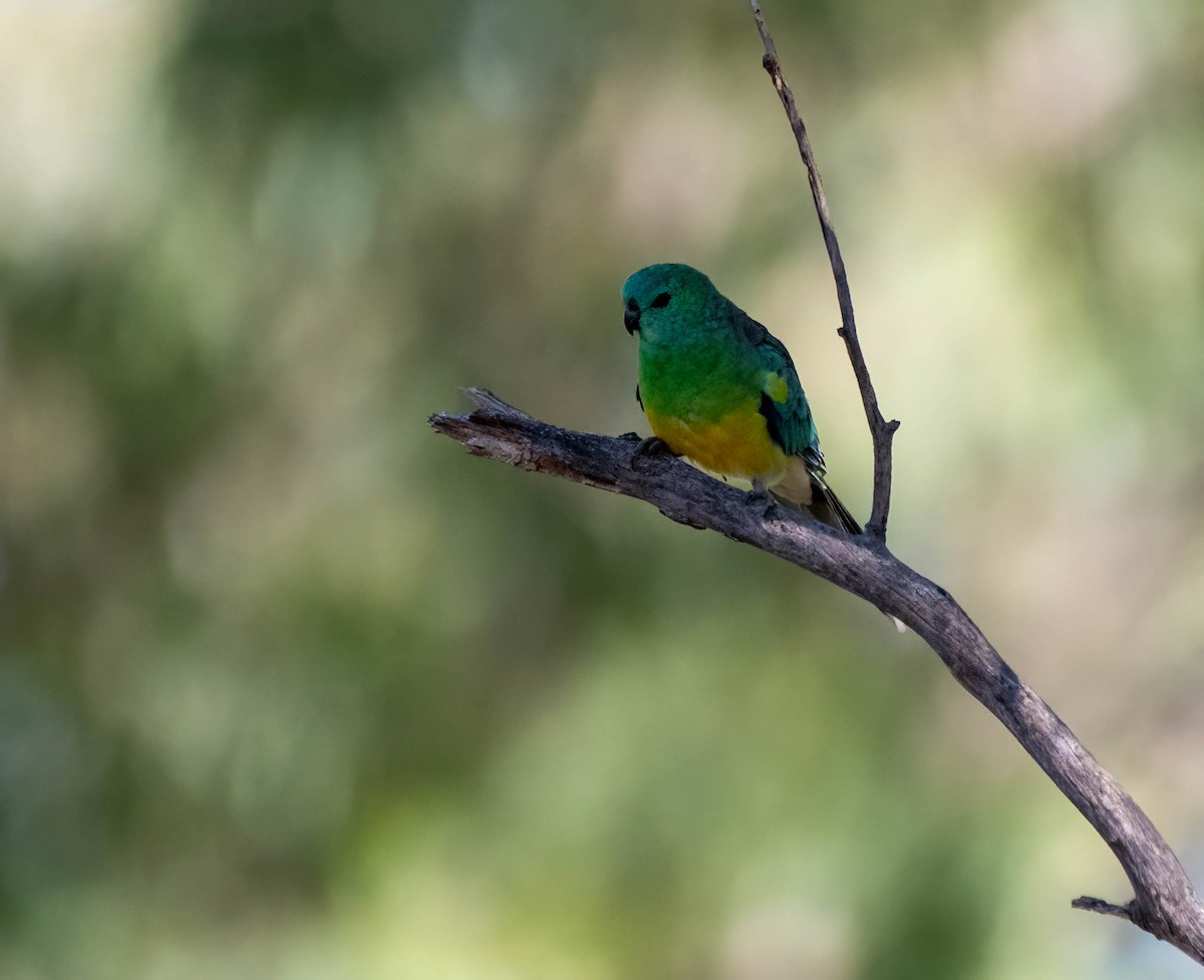 Red-rumped Parrot - ML616241226