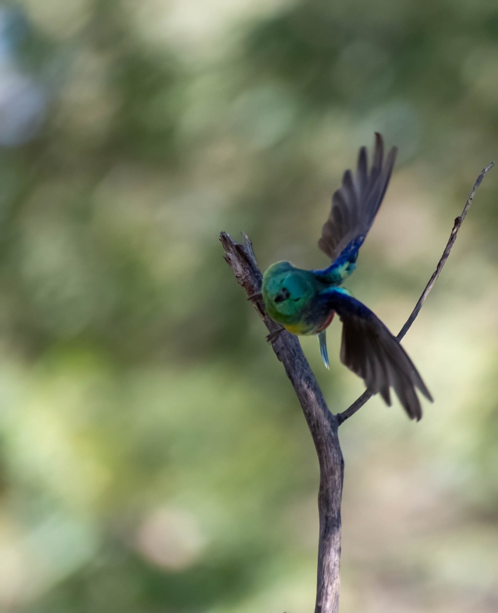 Red-rumped Parrot - ML616241227