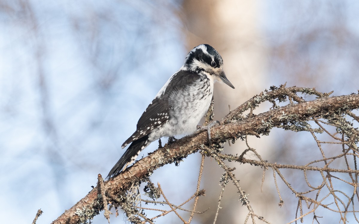 Eurasian Three-toed Woodpecker - ML616241233