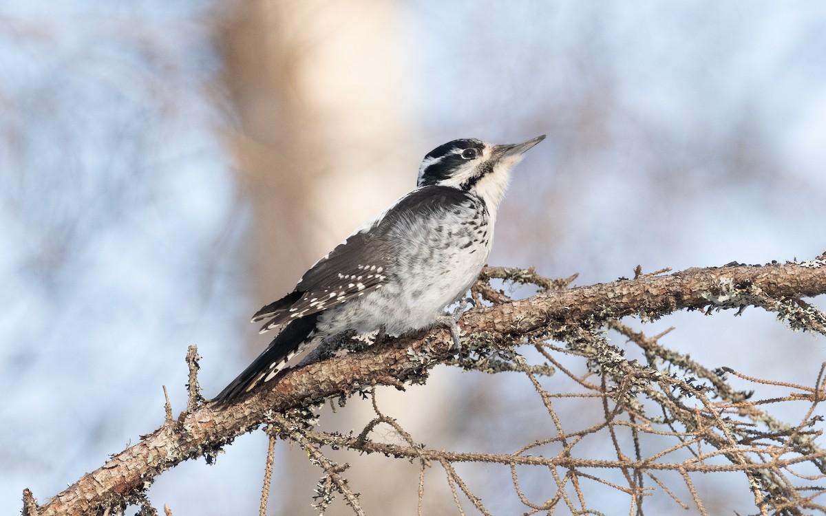 Eurasian Three-toed Woodpecker - ML616241234