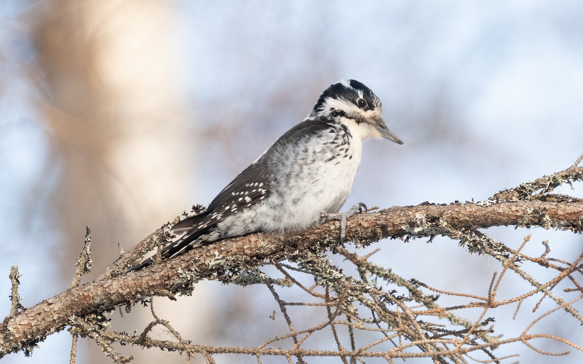Eurasian Three-toed Woodpecker - ML616241235