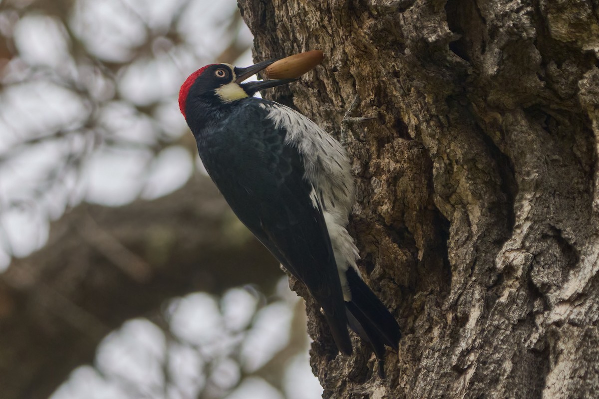Acorn Woodpecker - Hunter Book