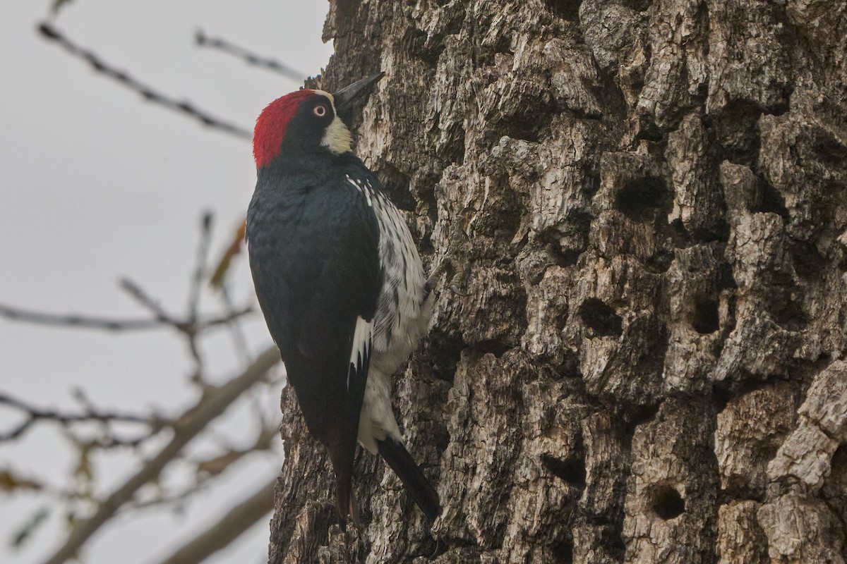 Acorn Woodpecker - Hunter Book