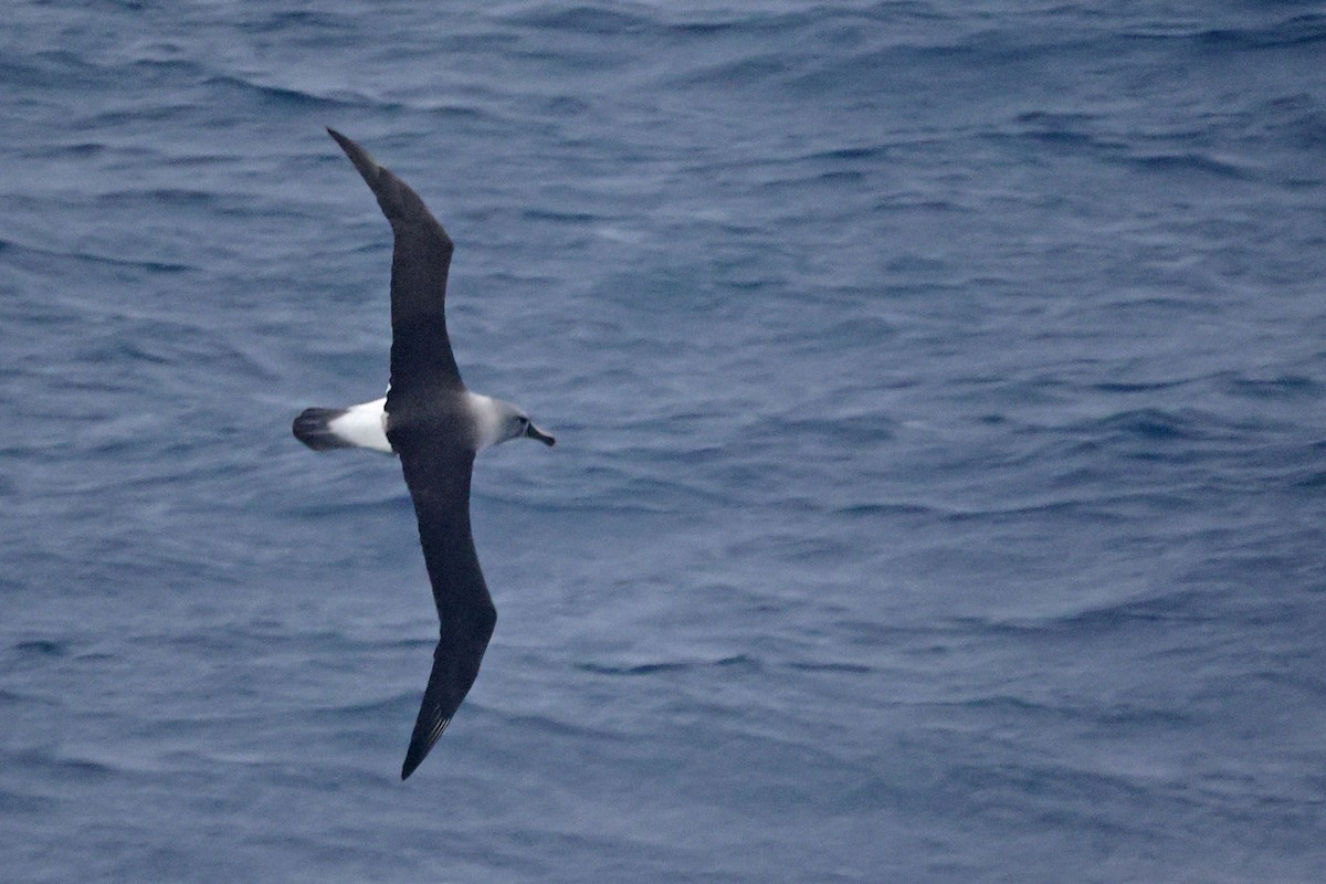 Gray-headed Albatross - Trevor Hardaker