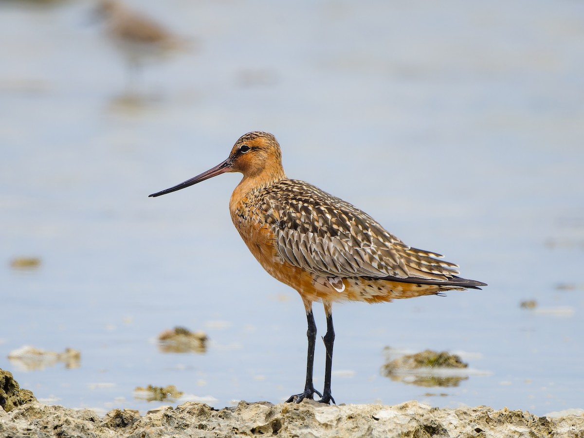 Bar-tailed Godwit - ML616241295