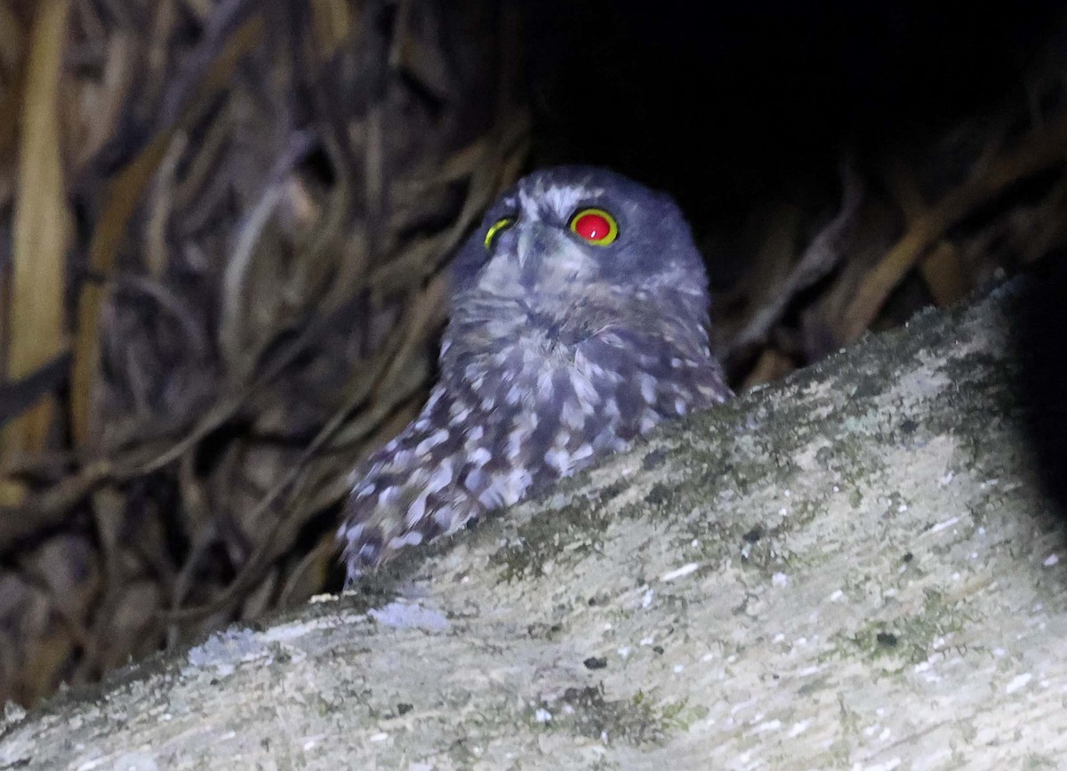 Morepork - Ashley Banwell