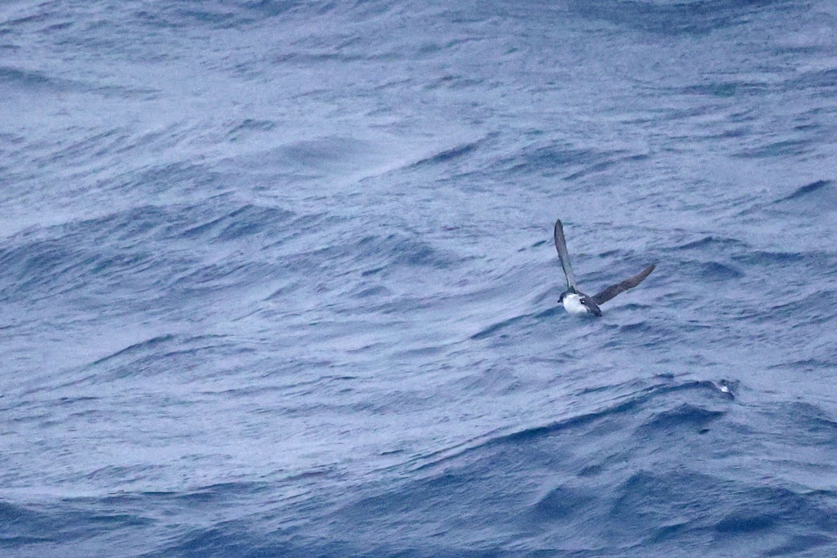 Common Diving-Petrel - Trevor Hardaker