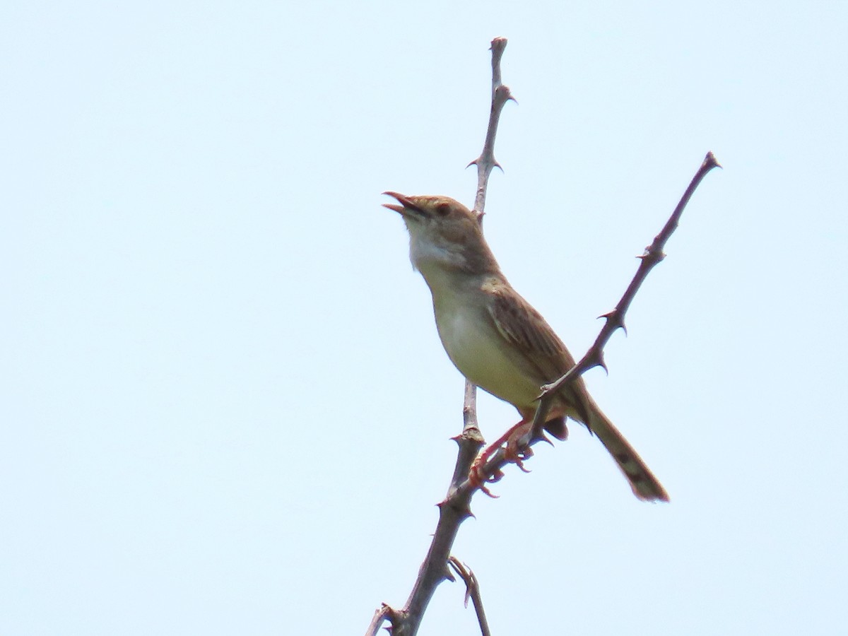 Rattling Cisticola - ML616241339