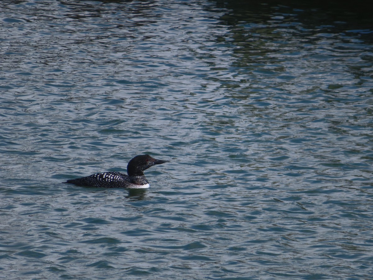 Common Loon - ML616241388