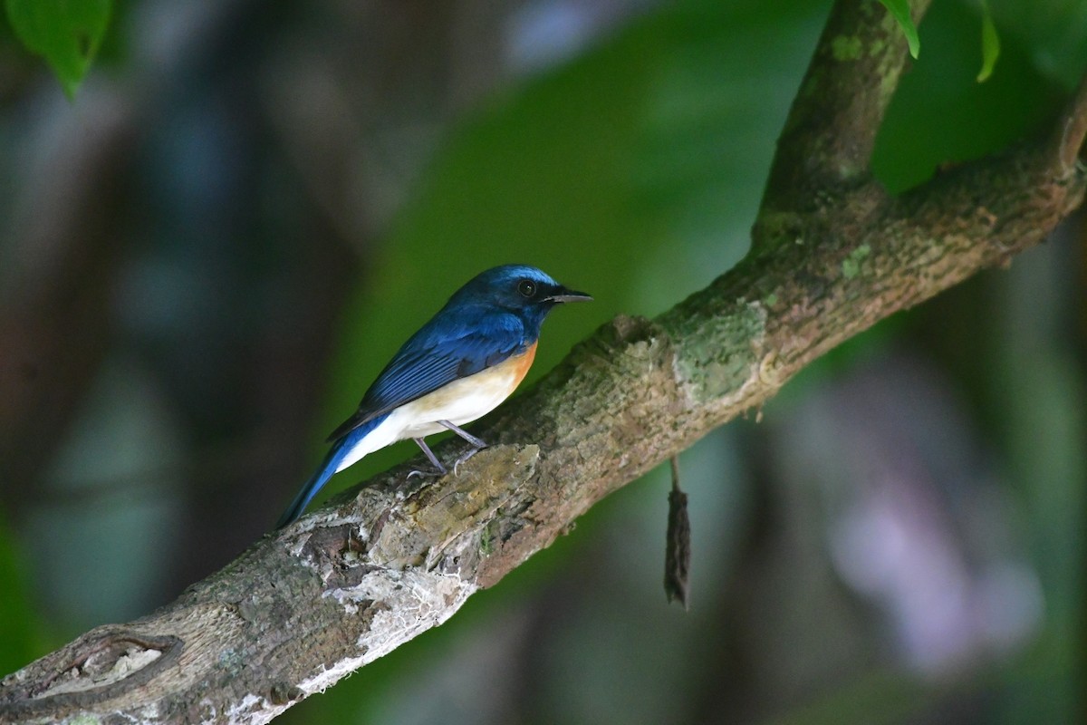 Blue-throated Flycatcher - ML616241394