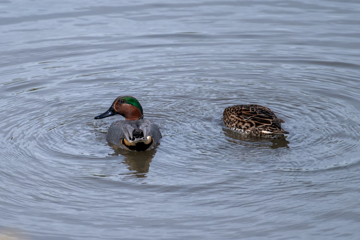 Green-winged Teal - Brent Reed