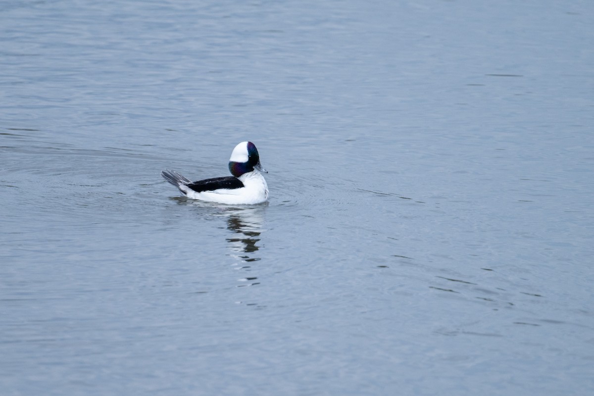 Bufflehead - ML616241413