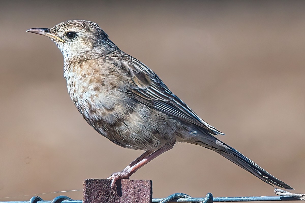 Brown Songlark - Alfons  Lawen