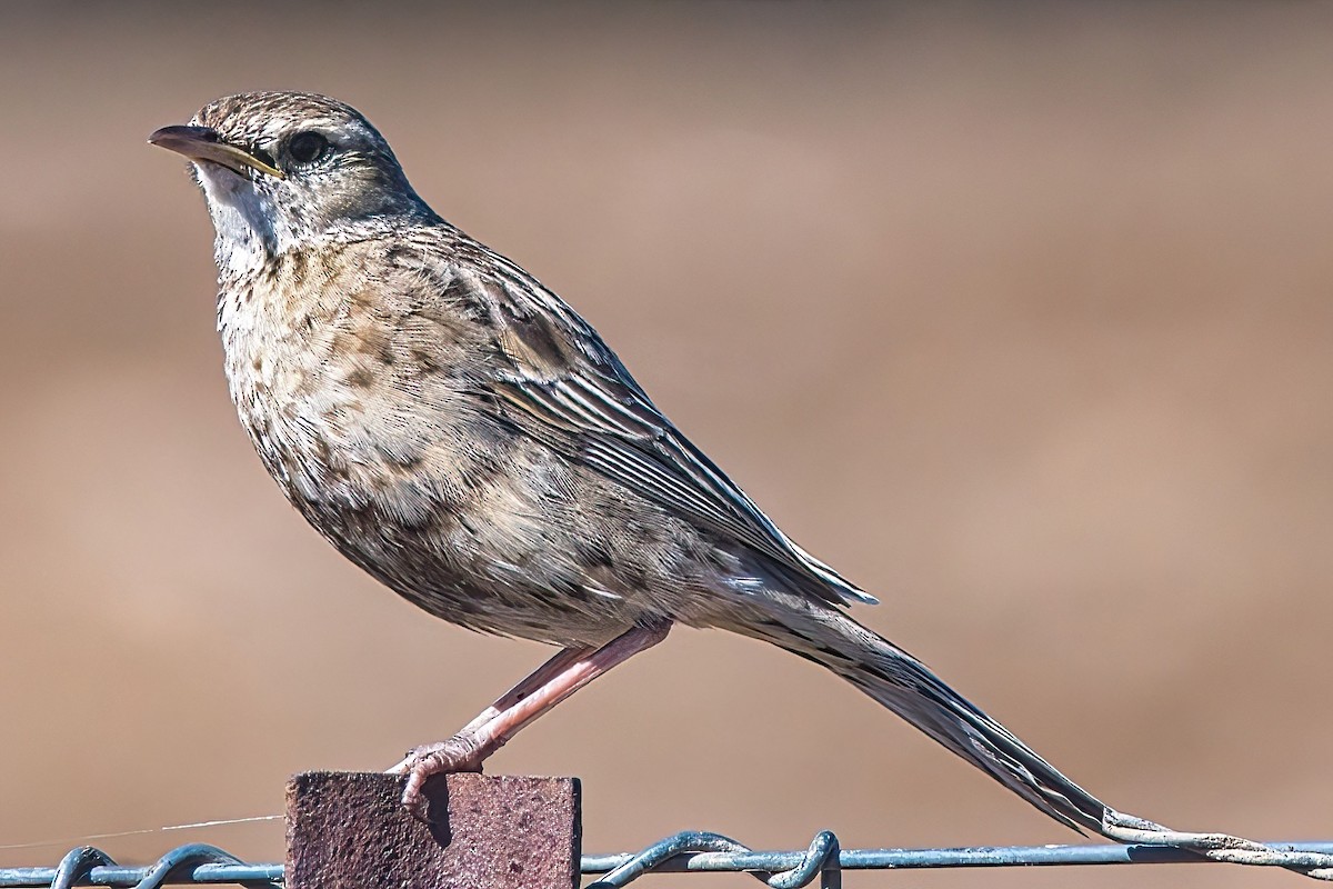 Brown Songlark - Alfons  Lawen