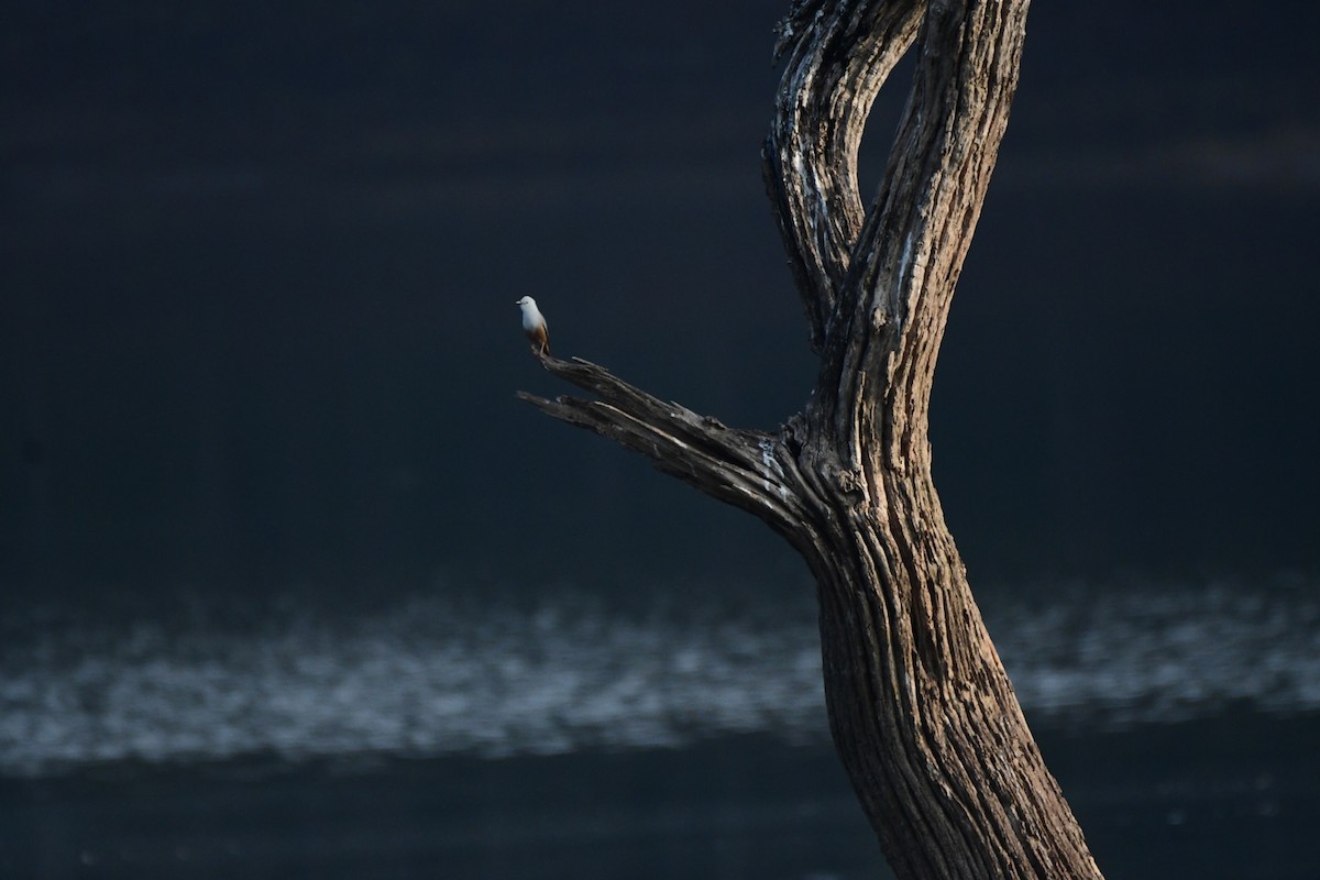 Chestnut-tailed/Malabar Starling - ML616241435