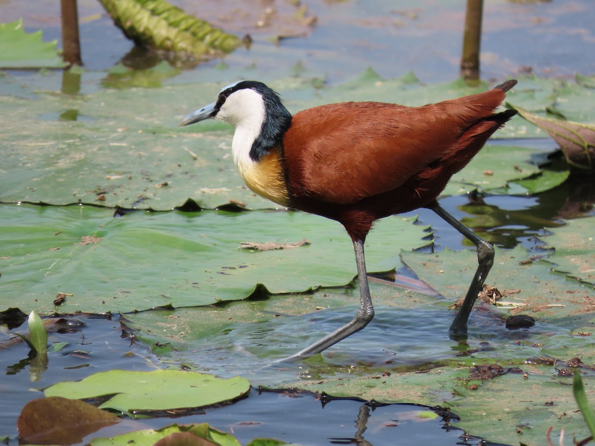 Jacana à poitrine dorée - ML616241475